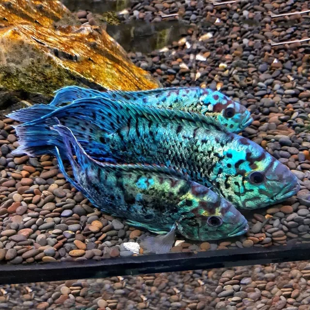 Electric Blue Jack Dempsey - South American Cichlid  - Live Fish (.75" - 1")