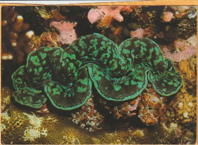 Burrowing Clam Great Barrier Reef  Queensland Peer Postcard