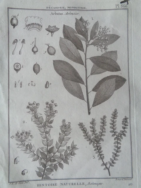 Planche botanique herbier ancien coquelicot