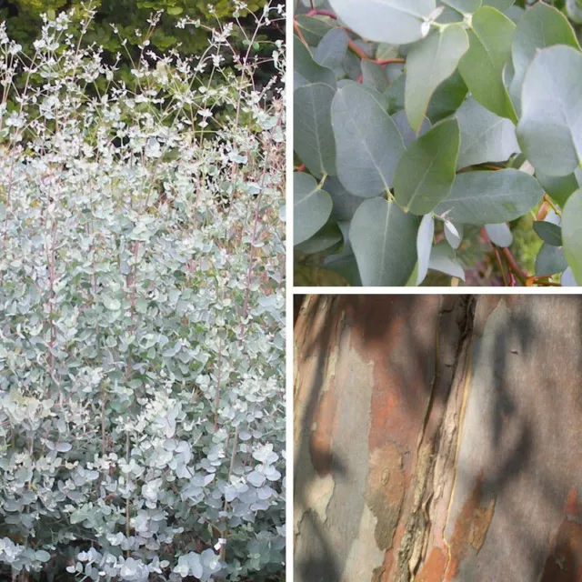 Eucalyptus gunnii - Gommier cidre à feuilles bleues 3
