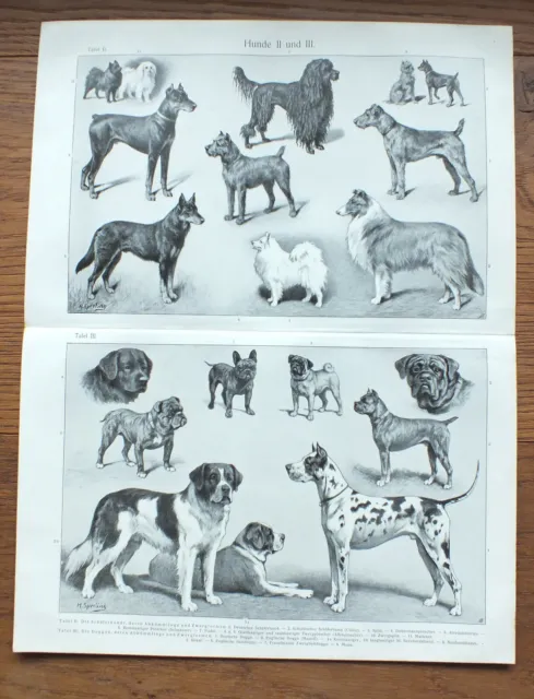 Original Lithografie Lithographie 1906 Hunderassen Hunde Collie Pudel Mops