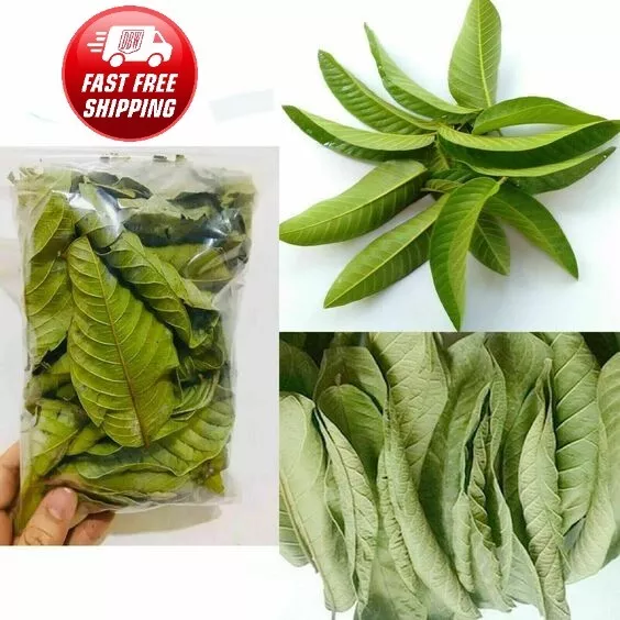 Premium Sun Dried Guava Leaves 150Pcs Hojas De Guayaba Leaf Guayaba Guayabo