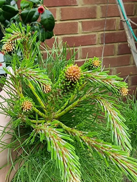 Adult Pinus ponderosa  -1 plant. Pick up only!!!