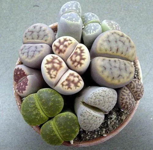 Lithop Seeds 2024 List 3/3 ~ Cole Numbers ~ Cultivated Varieties ~ Rarer Seeds 2