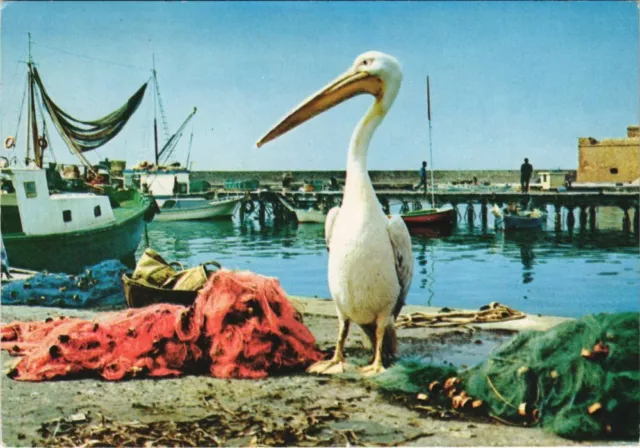 CPM AK CYPRUS Gogos, the pelican GREECE (1107562)