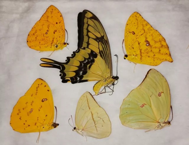 Lot Of 6 Butterflies Unmounted A1 Wings Closed