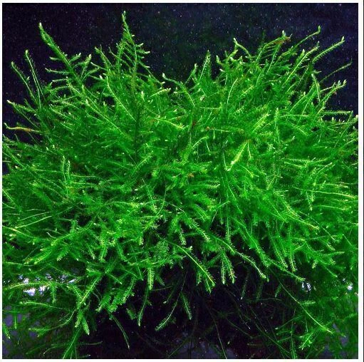 20g Java Moss SHRIMP SAFE Live Carpet Plants Aquarium Tropical Fish Tank Hide