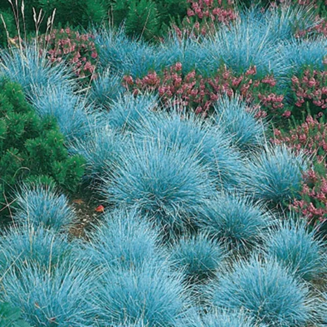 Blue Fescue - Festuca Glauca Blue Select  - 750 Seeds - Ornamental Grass 3