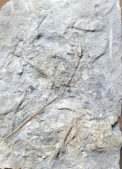 Fossil Crinoids Cincinnaticrimus Varibrachialus Kentucky