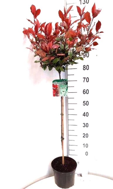 kaktus kratzbaum diy Kaktus-Kratzbaum - Grün main image 1