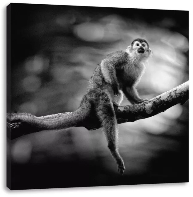 Petit Singe Sur Branche En Forêt Équatoriale, Monochrome, Image de Toile Carré