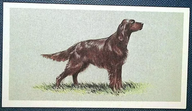 IRISH SETTER  aka Red Setter   Vintage 1979 Portrait Card  CD25M