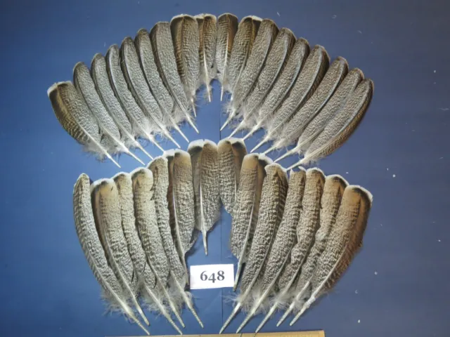 32 pcs  Turkey Wing Feathers, Fly tying,Arrow feathers ,Hybrid Turkey (648)
