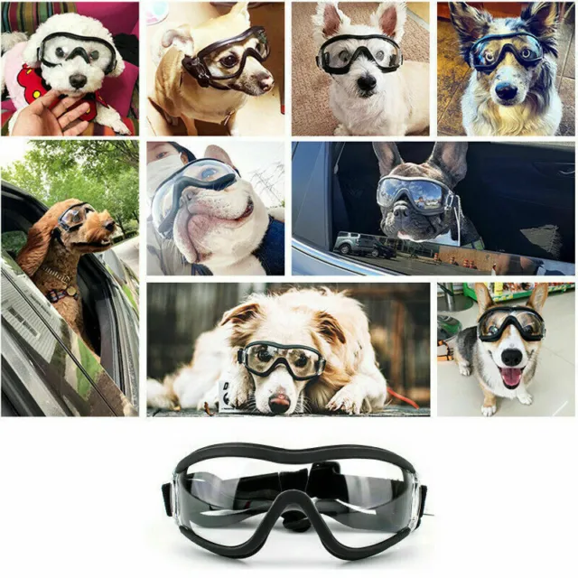 Augenschutz Hundebrillen Haustier Transparent Einstellbar UV Hundebrille 2023 DE