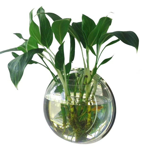 Home Decoration Wall Mount Fish Tanks Goldfish Bowl Acrylic  K9C1