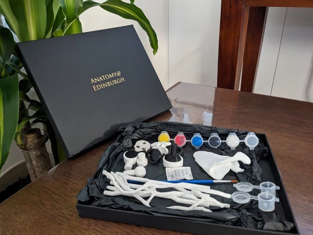 Anatomy Art kit: Brachial Plexus, Scapula, Vertebrae Paint