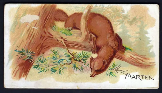 Allen & Ginter - Quadrupeds - Marten