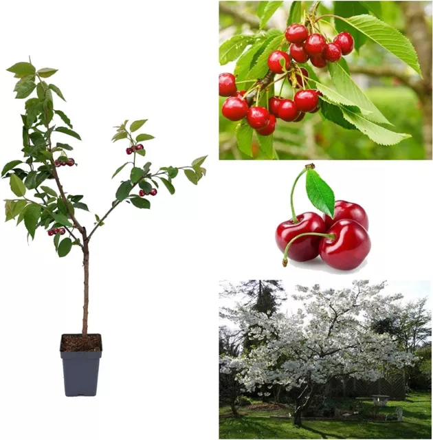 Cherry Tree - Prunus avium 'Stella' - Patio Fruit Tree 2-4ft in 5 Litre Pot