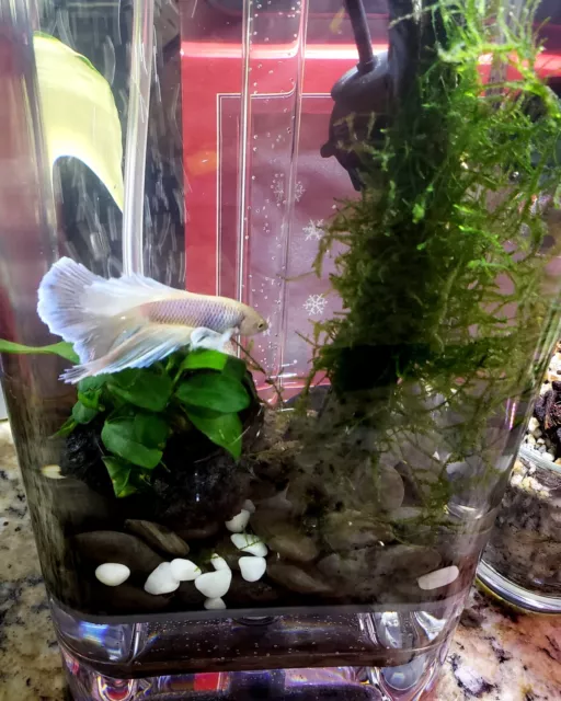 Aquarium easy self-clean Betta Fish Tank, River Stones, Food & Directions