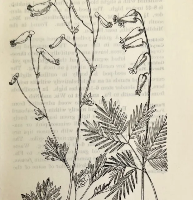 1905 Pale Corydalis Squirrel Corn Flower Print Pen & Ink Lithograph Antique Art