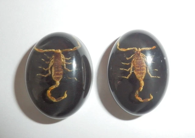 Insect Cabochon Golden Scorpion Oval 18x25 mm on black bottom 2 pieces Lot