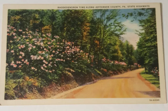 PENNSYLVANIA postcard RHODODENDRON JEFFERSON COUNTY Laurel Festival  PA 1940's