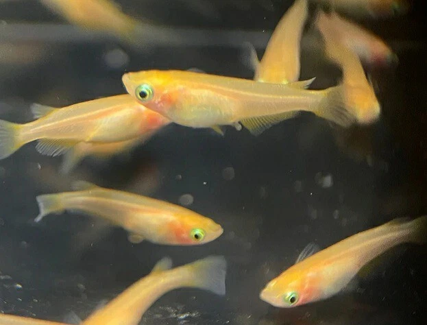 RFU 15+ Eggs YOUKIHI ORANGE YOKIHI Japanese Rice Fish Medaka Oryzias Latipes