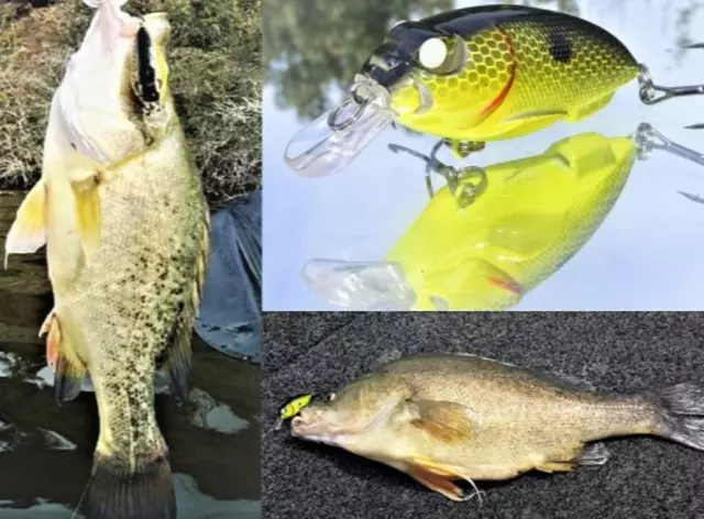 5 Yellowbelly Lure Trout Redfin Cod Bass Jacks Flathead Barra Bream Perch Tailor