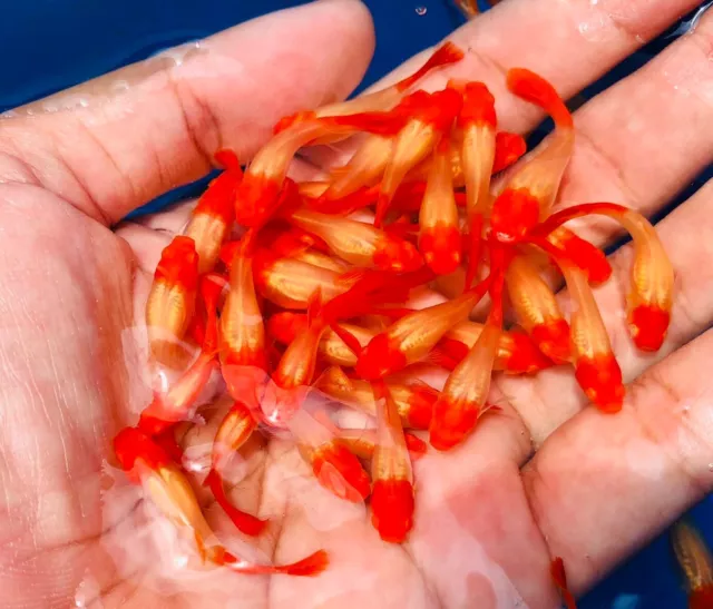 1 Trio Live Guppy Fish Albino Koi High Quality Usa Seller - 1 Male 2 Female 1 Trio Live Guppy Fish Albino Koi High Quality Usa Seller - 1 Male 2 Female