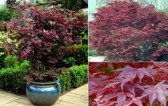 bonsai brush cherry Flowering Brush Cherry – Bonsai Ottawa main image 1