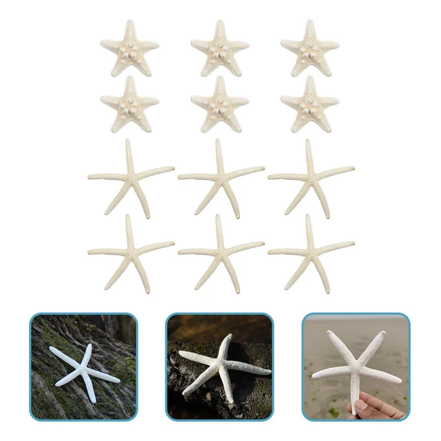 12 piezas de decoración de estrellas de mar moluscos nudosos para decoración manguito mini niño