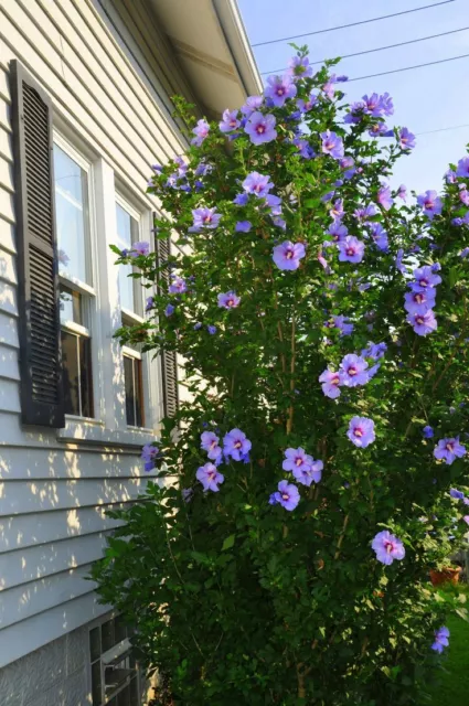 Rose of Sharon Hibiscus Syriacus Hardy Mixed colors 200+ seeds from Canada