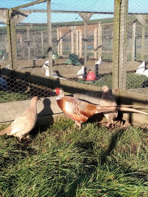 24X BUFF RINGNECK Pheasant hatching eggs, for incubator or broody hen £ ...
