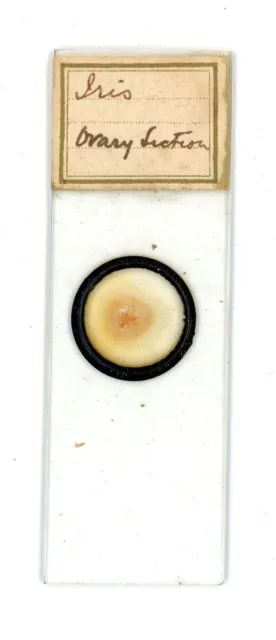 Antique glass Microscope slide Iris Ovary Section sample #95