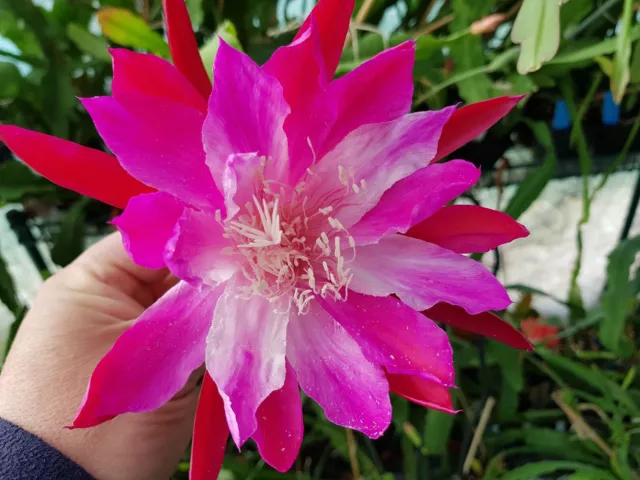 Epiphyllum Blattkakteen Hybride " Emmet Kelly CLOWN HYBRIDE "