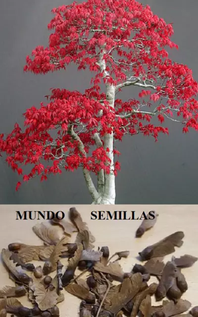 Arce Japonés - Acer palmatum atropurpureum  ( atropurpurea )  semillas seeds