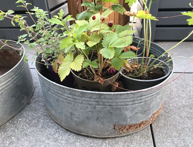 Blumenübertopf aus Metall, Shabby-Look, cooles Design im Garten zu verkaufen