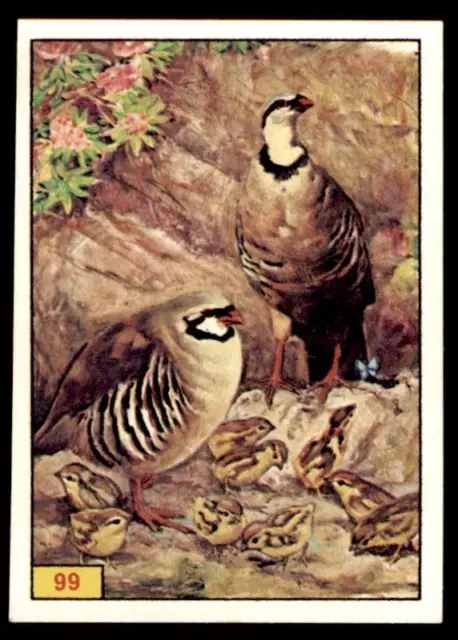 Panini Birds 1978 - Rock Partridge No. 99