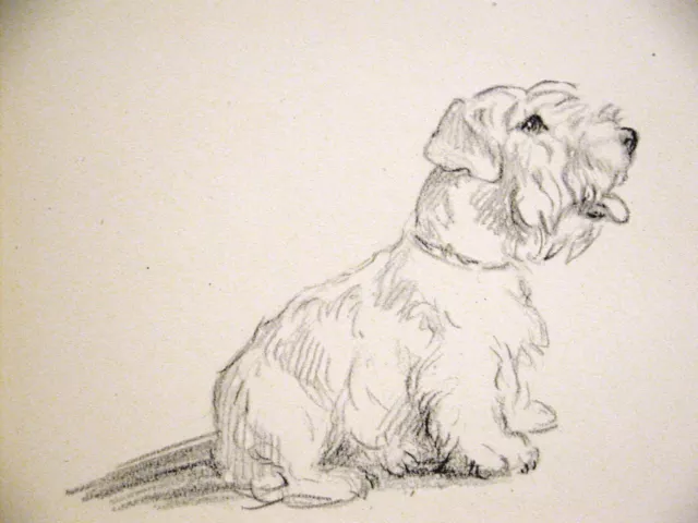 Lucy Dawson Sweet SEALYHAM TERRIER Puppy Dog 1946 Vintage Art Print Matted