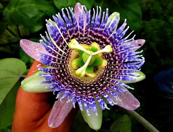 Passiflora ligularis - Sweet Granadilla 10 x Seeds - Passion Flower Fruit Vine