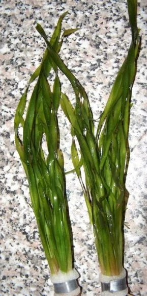 1 Bund Vallisneria spiralis, Schrauben, günstige Aquarienpflanzen gegen Algen