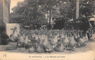 CPA 63 in Auvergne marketing to geese