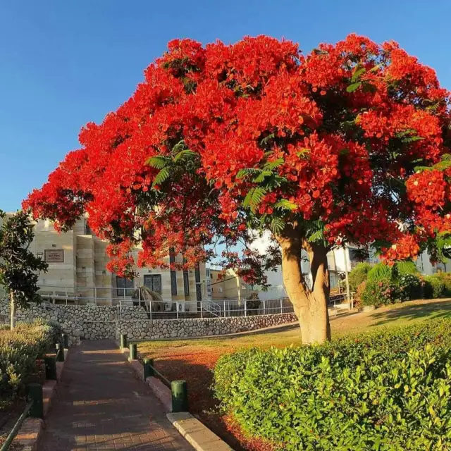 Delonix Regia - Tree of Fire, Flamboyant, Royal Poinciana - 10 seeds