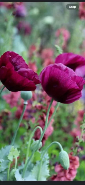 POPPY PAPAVER SOMNIFREUM LAURENS GRAPE  seeds approximately 1,000