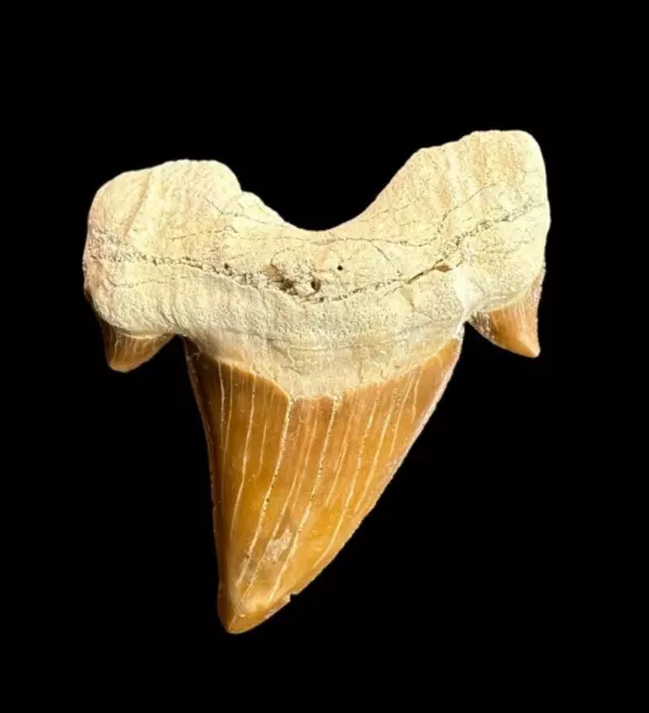 Amazing Moroccan Otodus Obliquus Fossil: A Window to Prehistoric Marine Majesty