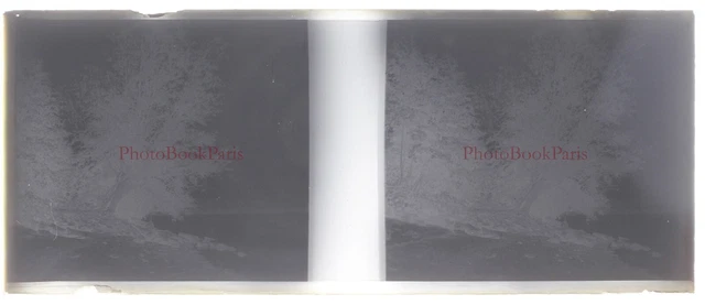 Landscape Tree c1930 Photo NEGATIVE Stereo Glass Plate Vintage V33L24n 2