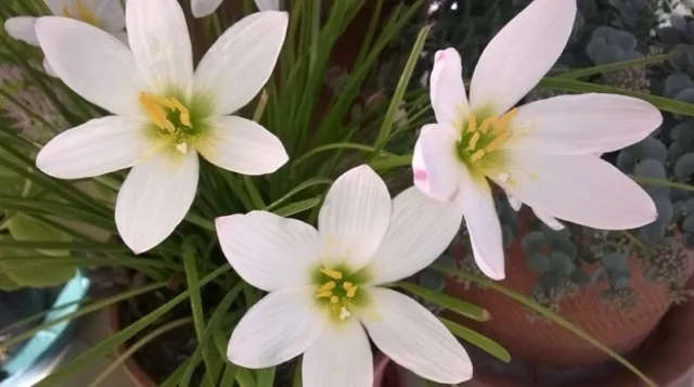 4 Zephyranthes Candida, Bulbi Pianta Rustica, Fiore Bianco In Autunno