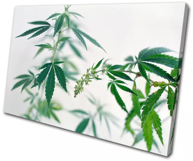 Floral Cannabis Plants SINGLE CANVAS WALL ART Picture Print VA