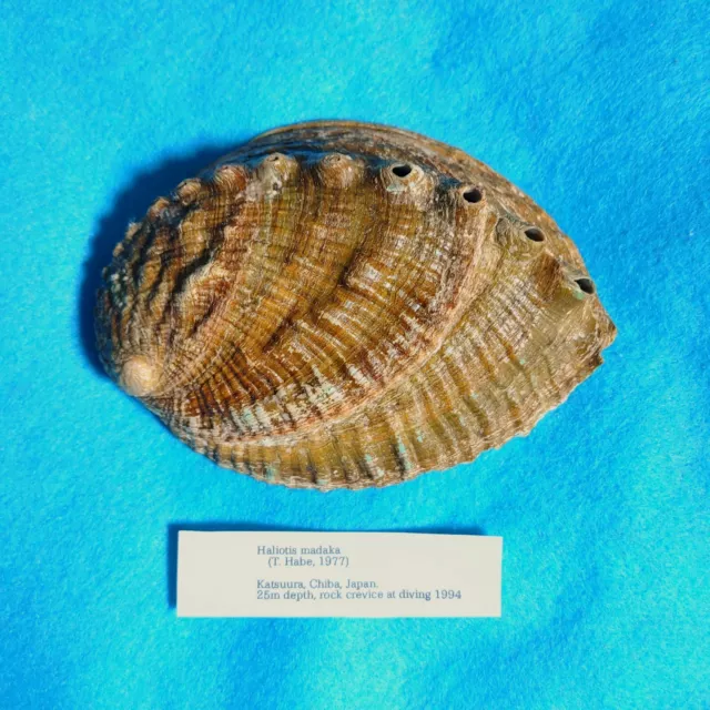 Haliotis madaka　136mm　Rare specimen!　Abalone shell　Sea shells