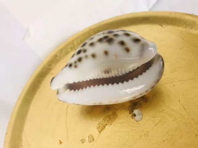 Vintage Tiger Cowrie Carved Shell , Goat Design Collectibles